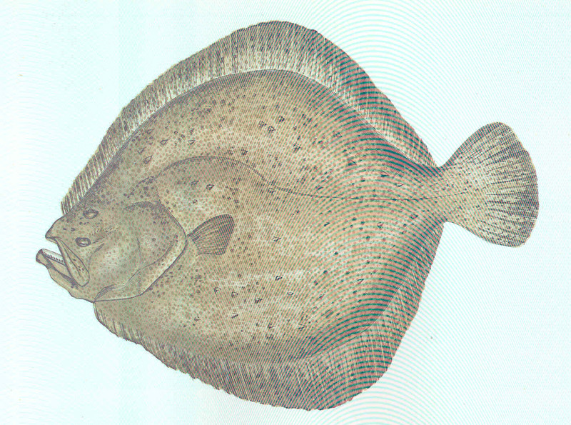 turbot (Scophthalmus maximus); DISPLAY FULL IMAGE.