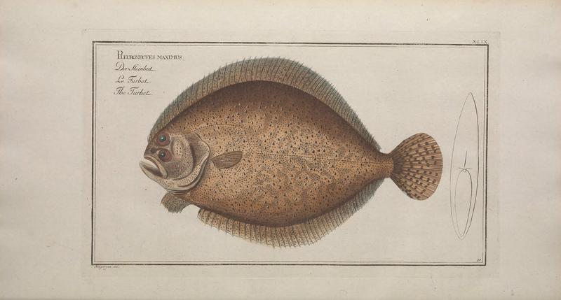 turbot (Scophthalmus maximus); DISPLAY FULL IMAGE.