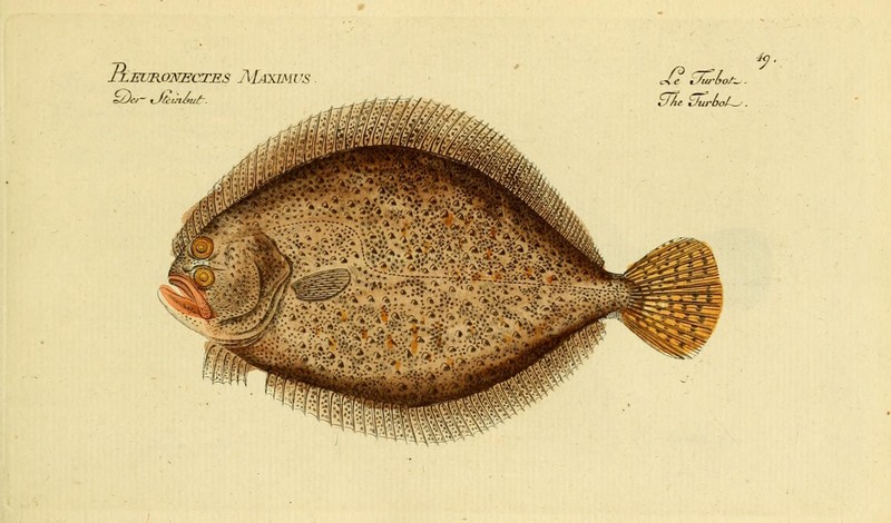 turbot (Scophthalmus maximus); DISPLAY FULL IMAGE.