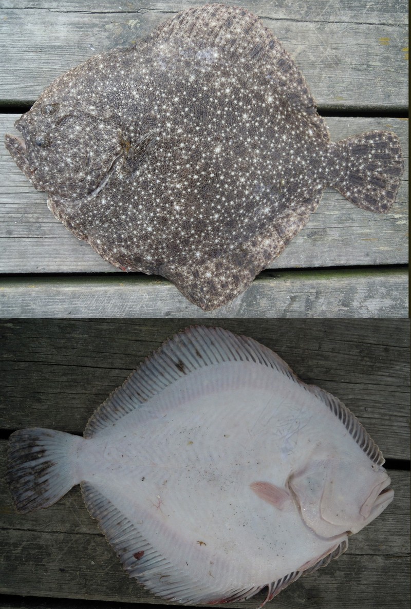 turbot (Scophthalmus maximus); DISPLAY FULL IMAGE.