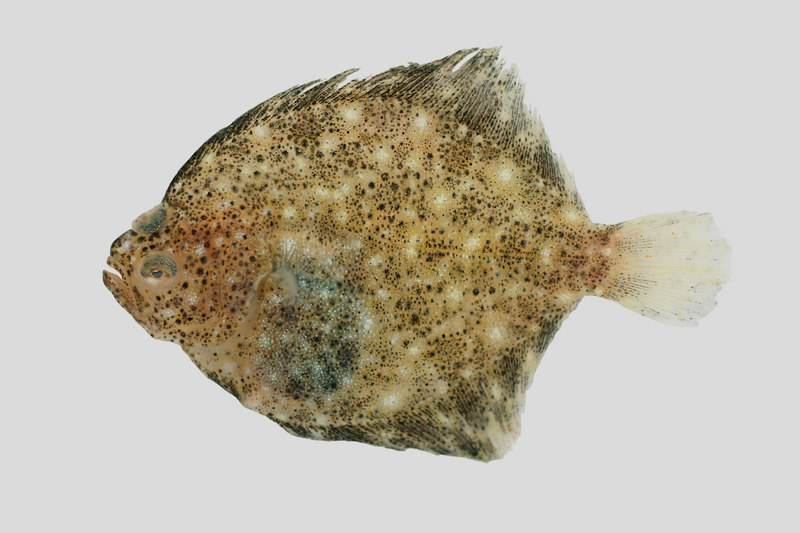 turbot (Scophthalmus maximus); DISPLAY FULL IMAGE.