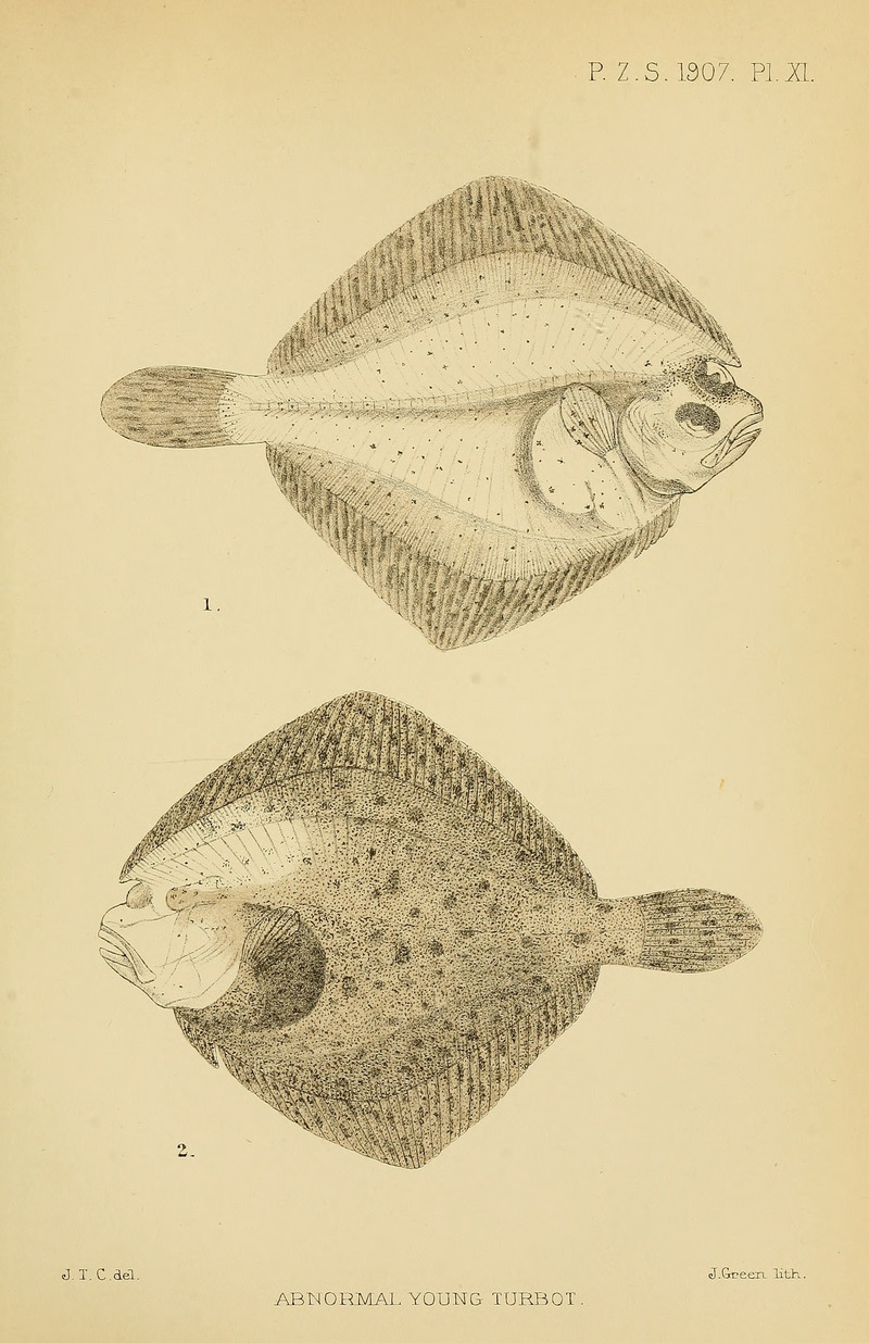 turbot (Scophthalmus maximus); DISPLAY FULL IMAGE.