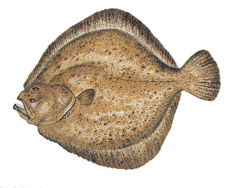 turbot (Scophthalmus maximus); DISPLAY FULL IMAGE.
