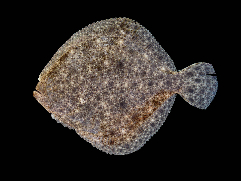 turbot (Scophthalmus maximus); DISPLAY FULL IMAGE.