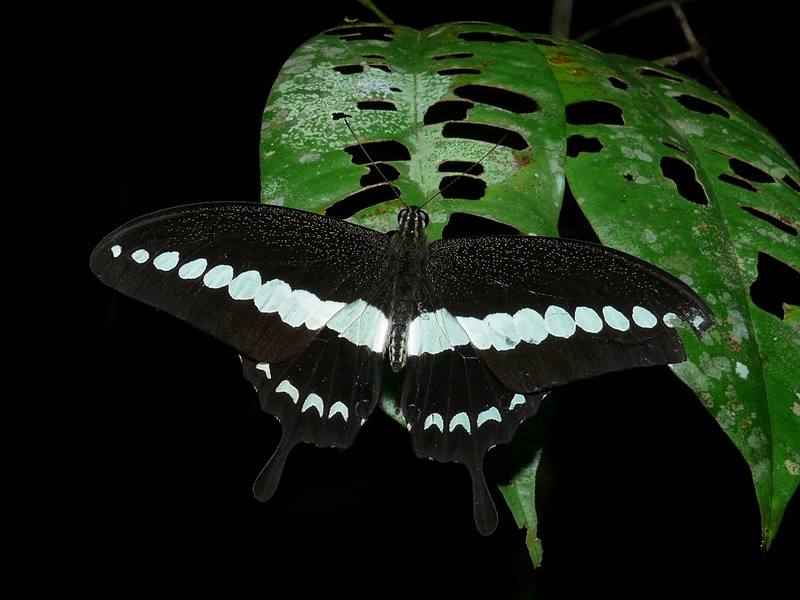 banded swallowtail (Papilio demolion); DISPLAY FULL IMAGE.