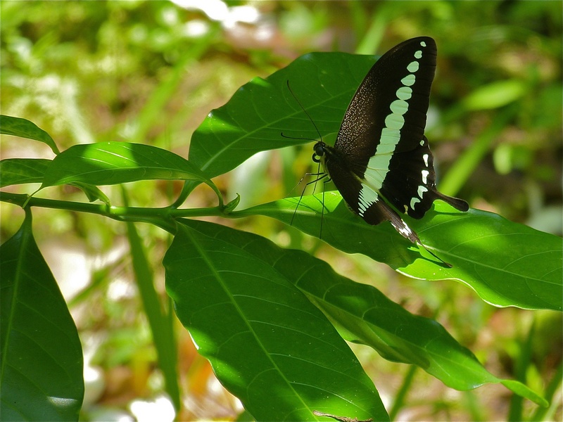 banded swallowtail (Papilio demolion); DISPLAY FULL IMAGE.