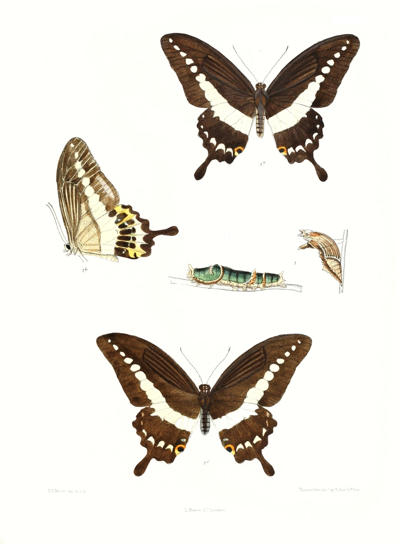 banded swallowtail (Papilio demolion); DISPLAY FULL IMAGE.
