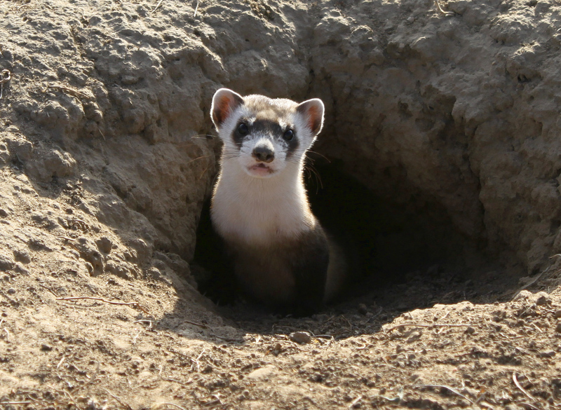 black-footed ferret (Mustela nigripes); DISPLAY FULL IMAGE.