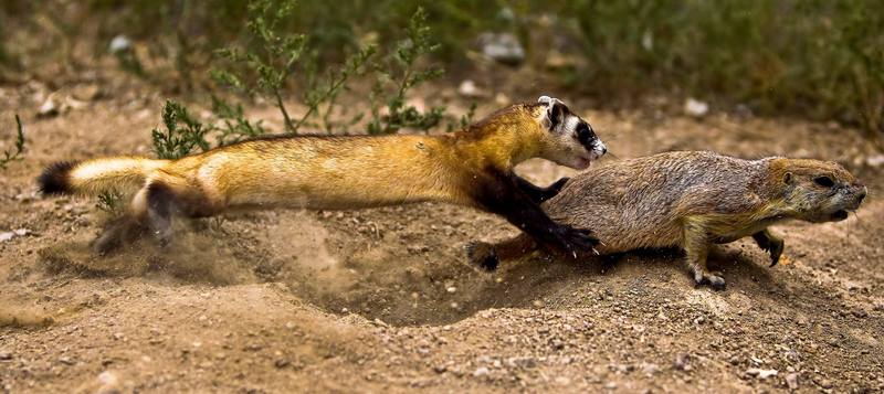 black-footed ferret (Mustela nigripes); DISPLAY FULL IMAGE.