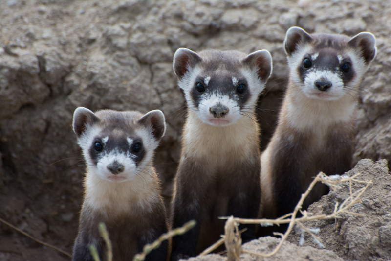 black-footed ferret (Mustela nigripes); DISPLAY FULL IMAGE.