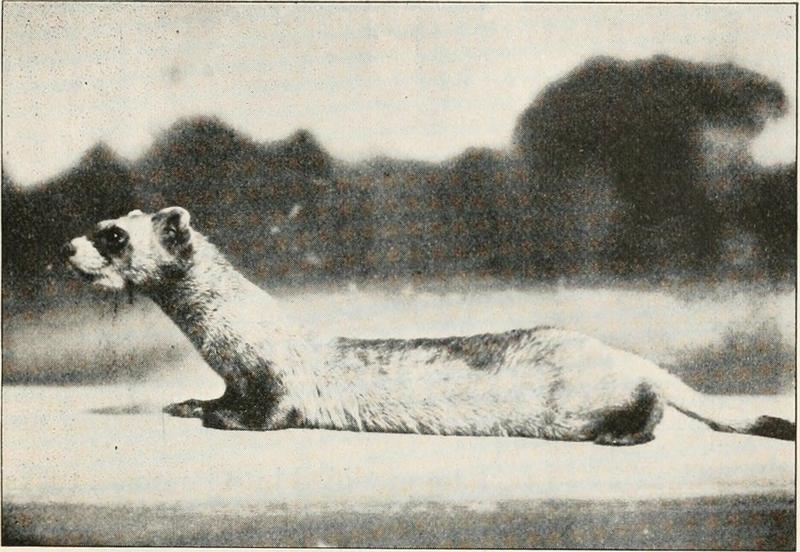 black-footed ferret (Mustela nigripes); DISPLAY FULL IMAGE.