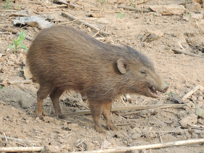 pygmy hog (Porcula salvania); DISPLAY FULL IMAGE.