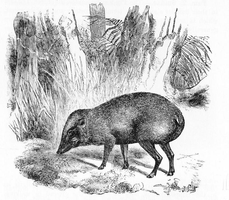 pygmy hog (Porcula salvania); DISPLAY FULL IMAGE.