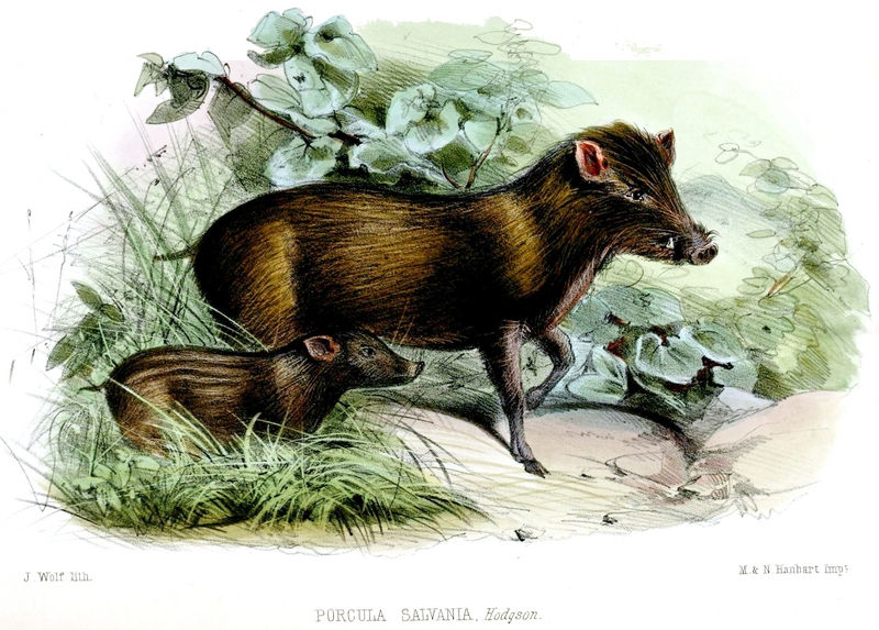 pygmy hog (Porcula salvania); DISPLAY FULL IMAGE.