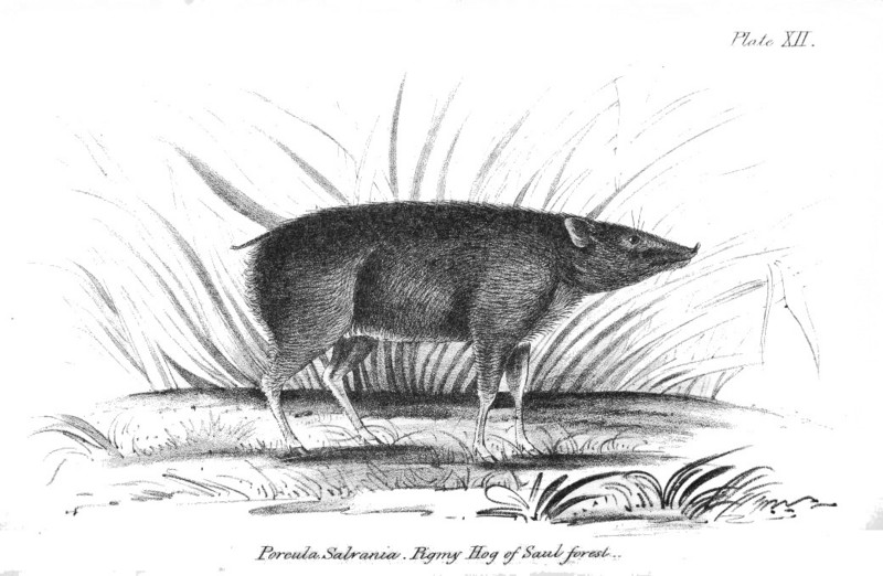 pygmy hog (Porcula salvania); DISPLAY FULL IMAGE.