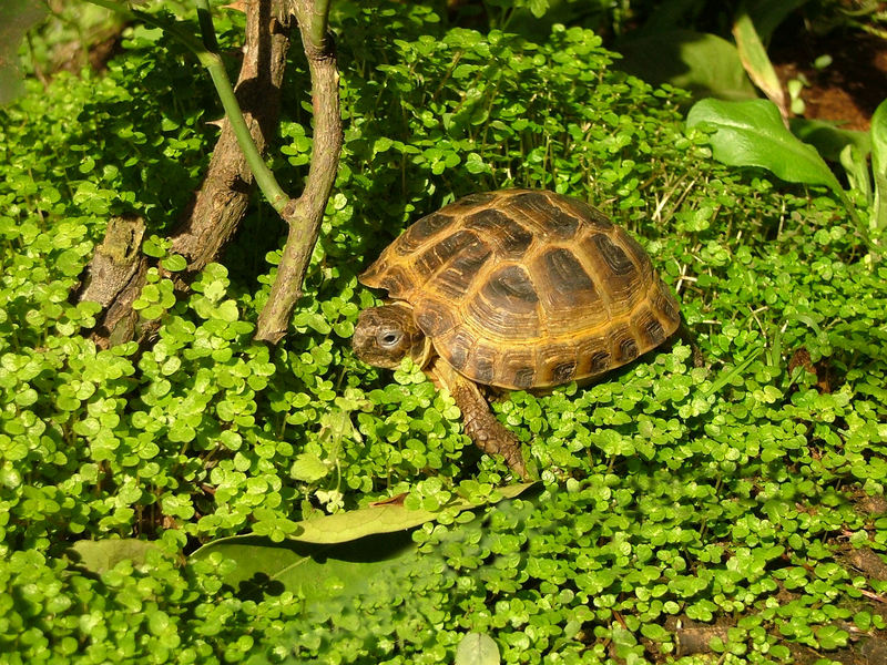Russian tortoise (Agrionemys horsfieldii); DISPLAY FULL IMAGE.