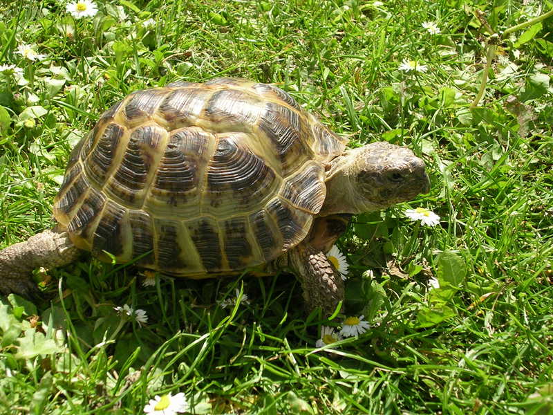 Russian tortoise (Agrionemys horsfieldii); DISPLAY FULL IMAGE.