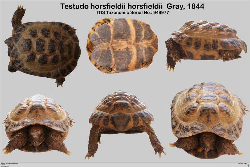 Russian tortoise (Agrionemys horsfieldii); DISPLAY FULL IMAGE.