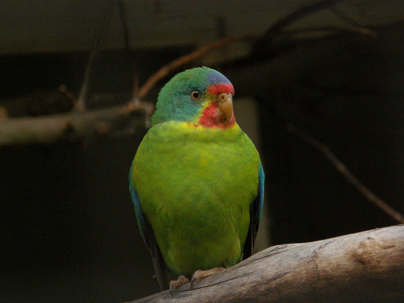 swift parrot (Lathamus discolor); DISPLAY FULL IMAGE.