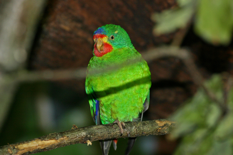 swift parrot (Lathamus discolor); DISPLAY FULL IMAGE.