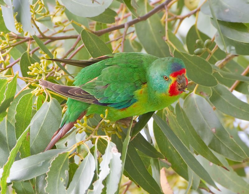swift parrot (Lathamus discolor); DISPLAY FULL IMAGE.