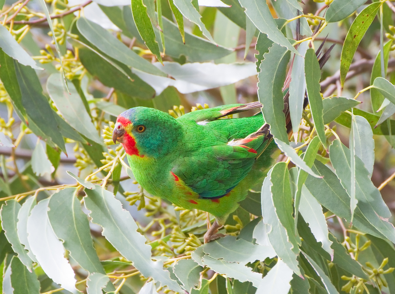 swift parrot (Lathamus discolor); DISPLAY FULL IMAGE.