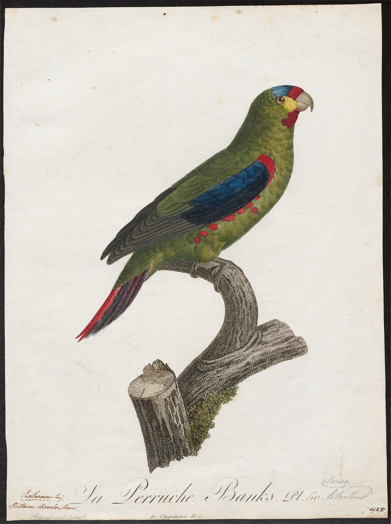 swift parrot (Lathamus discolor); DISPLAY FULL IMAGE.