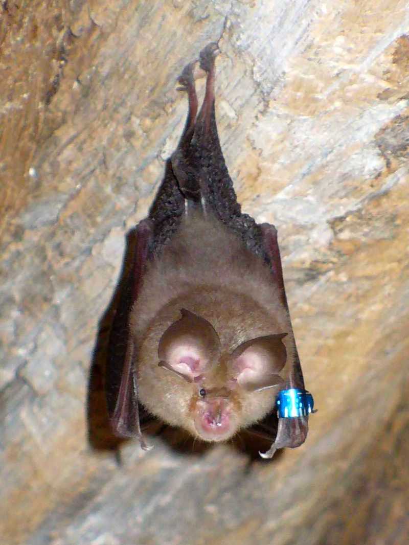 lesser horseshoe bat (Rhinolophus hipposideros); DISPLAY FULL IMAGE.