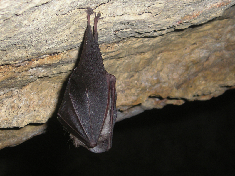 lesser horseshoe bat (Rhinolophus hipposideros); DISPLAY FULL IMAGE.