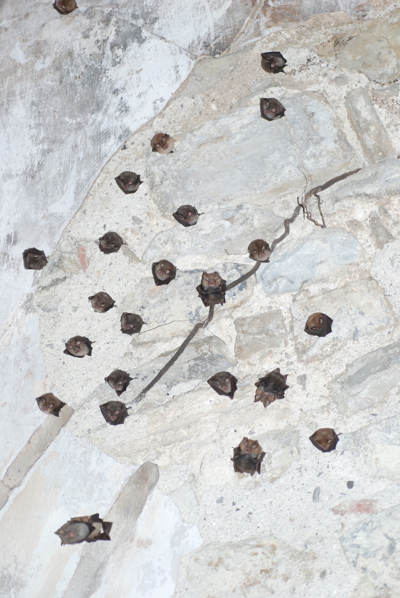 lesser horseshoe bat (Rhinolophus hipposideros); DISPLAY FULL IMAGE.