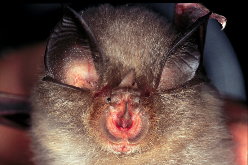 lesser horseshoe bat (Rhinolophus hipposideros); DISPLAY FULL IMAGE.