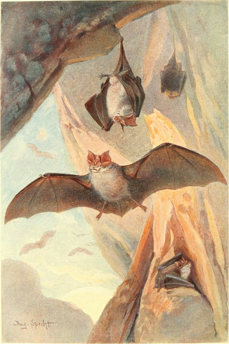 lesser horseshoe bat (Rhinolophus hipposideros); DISPLAY FULL IMAGE.