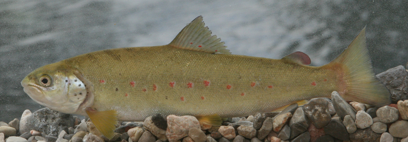 Adriatic trout (Salmo obtusirostris); DISPLAY FULL IMAGE.