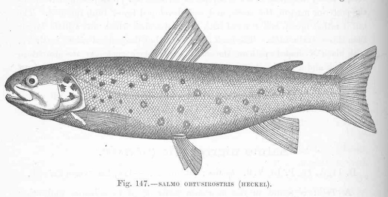 Adriatic trout (Salmo obtusirostris); DISPLAY FULL IMAGE.