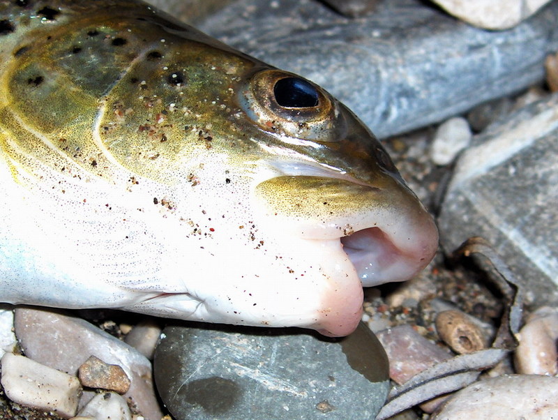 Adriatic trout (Salmo obtusirostris); DISPLAY FULL IMAGE.