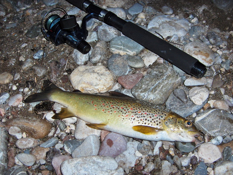 Adriatic trout (Salmo obtusirostris); DISPLAY FULL IMAGE.