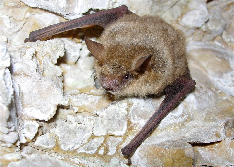 Geoffroy's bat (Myotis emarginatus); DISPLAY FULL IMAGE.