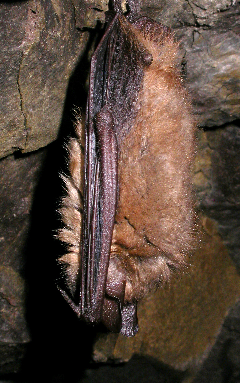 Geoffroy's bat (Myotis emarginatus); DISPLAY FULL IMAGE.