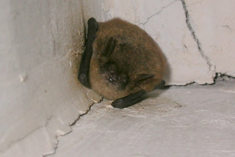 Geoffroy's bat (Myotis emarginatus); DISPLAY FULL IMAGE.
