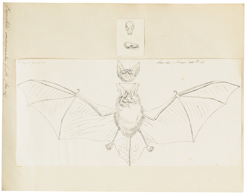 Geoffroy's bat (Myotis emarginatus); DISPLAY FULL IMAGE.