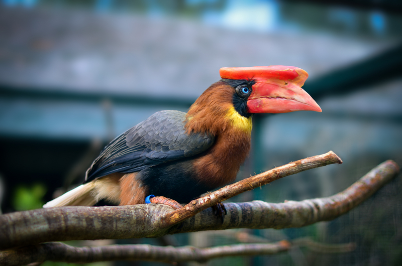 rufous hornbill (Buceros hydrocorax); DISPLAY FULL IMAGE.