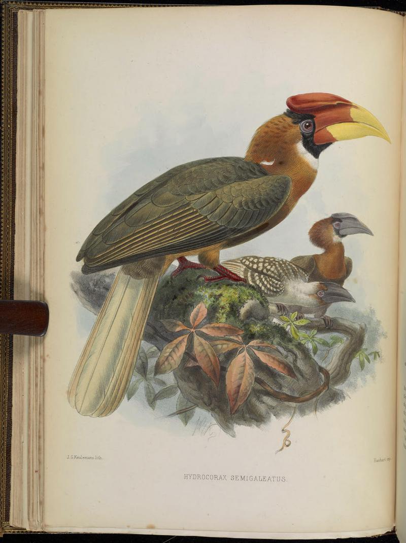 rufous hornbill (Buceros hydrocorax); DISPLAY FULL IMAGE.