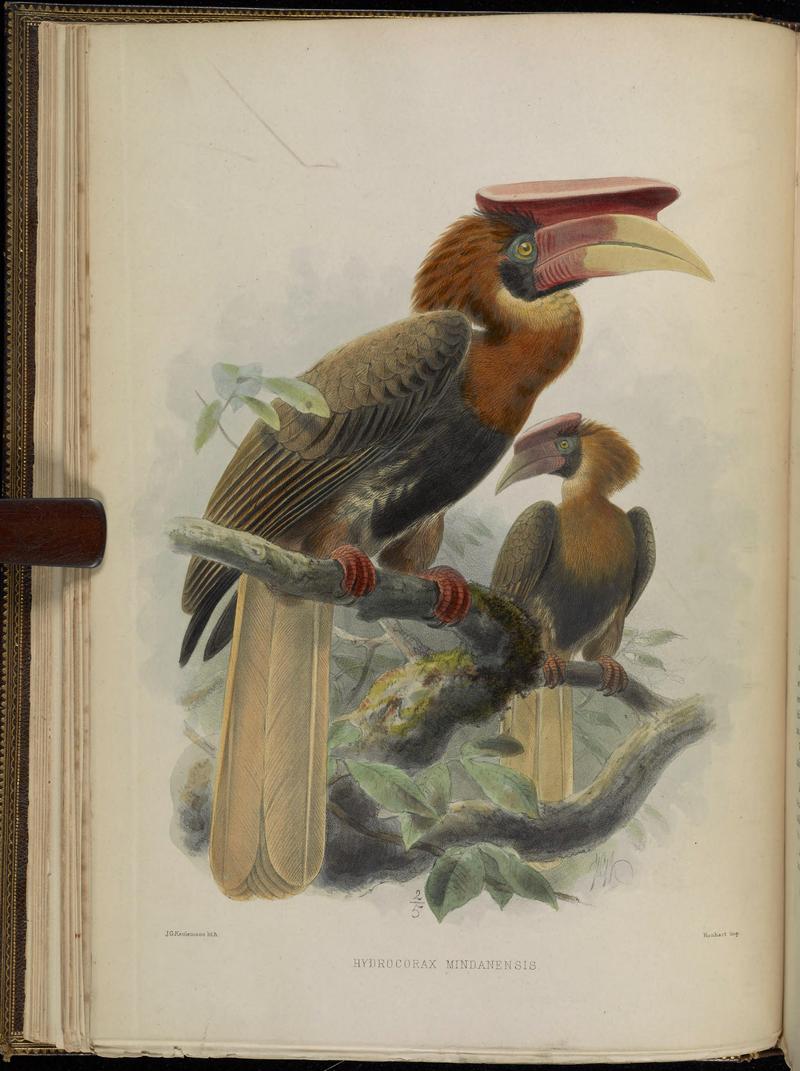 rufous hornbill (Buceros hydrocorax); DISPLAY FULL IMAGE.