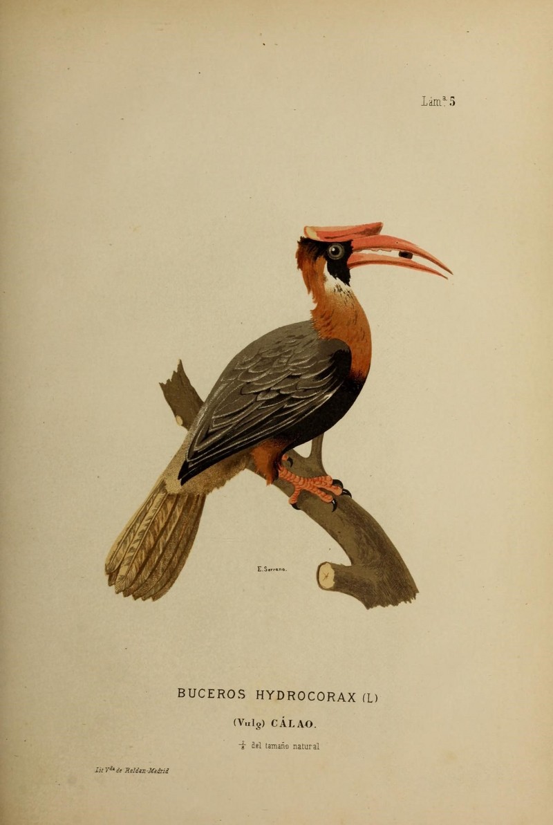 rufous hornbill (Buceros hydrocorax); DISPLAY FULL IMAGE.