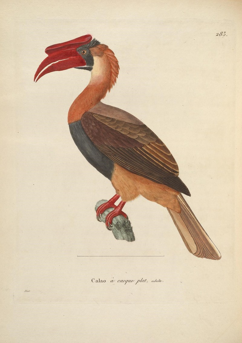 rufous hornbill (Buceros hydrocorax); DISPLAY FULL IMAGE.