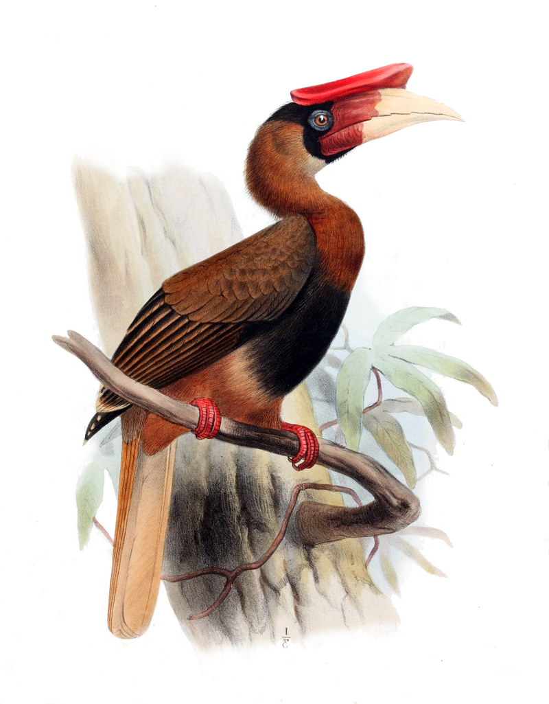 rufous hornbill (Buceros hydrocorax); DISPLAY FULL IMAGE.