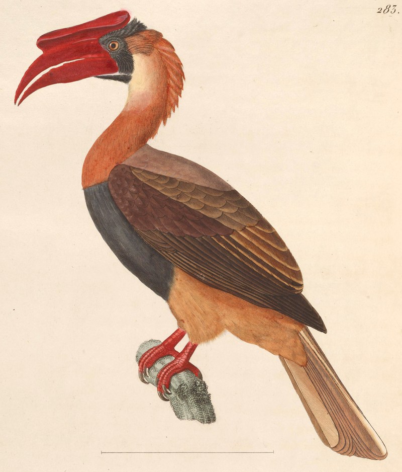 rufous hornbill (Buceros hydrocorax); DISPLAY FULL IMAGE.