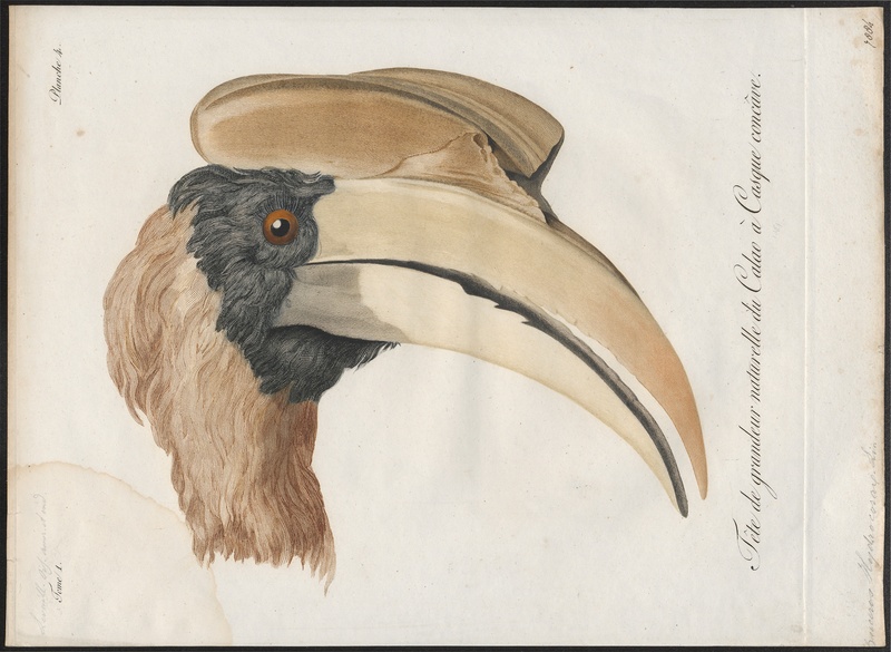 rufous hornbill (Buceros hydrocorax); DISPLAY FULL IMAGE.