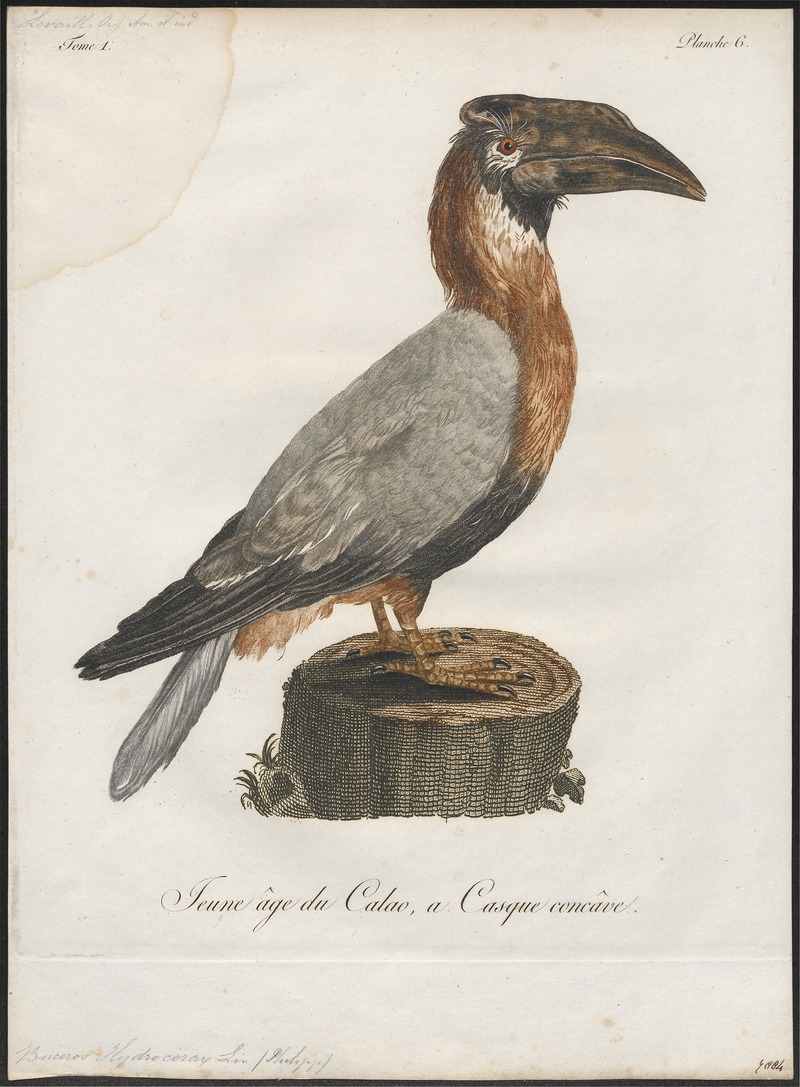 rufous hornbill (Buceros hydrocorax); DISPLAY FULL IMAGE.