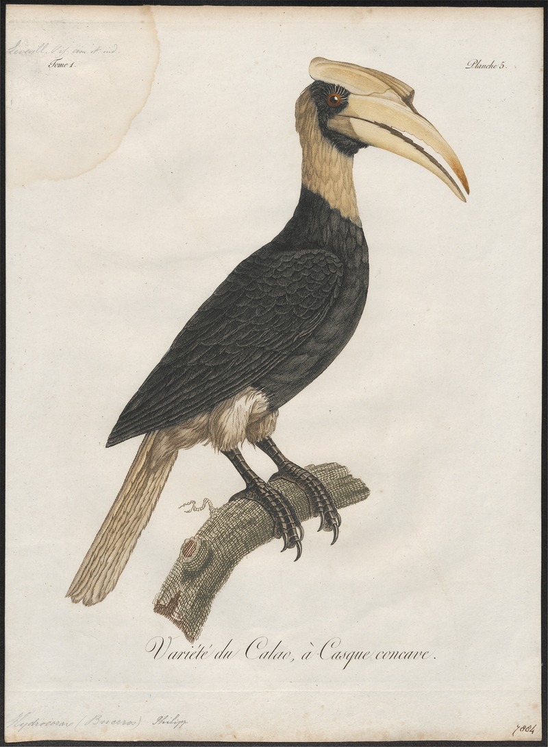 rufous hornbill (Buceros hydrocorax); DISPLAY FULL IMAGE.